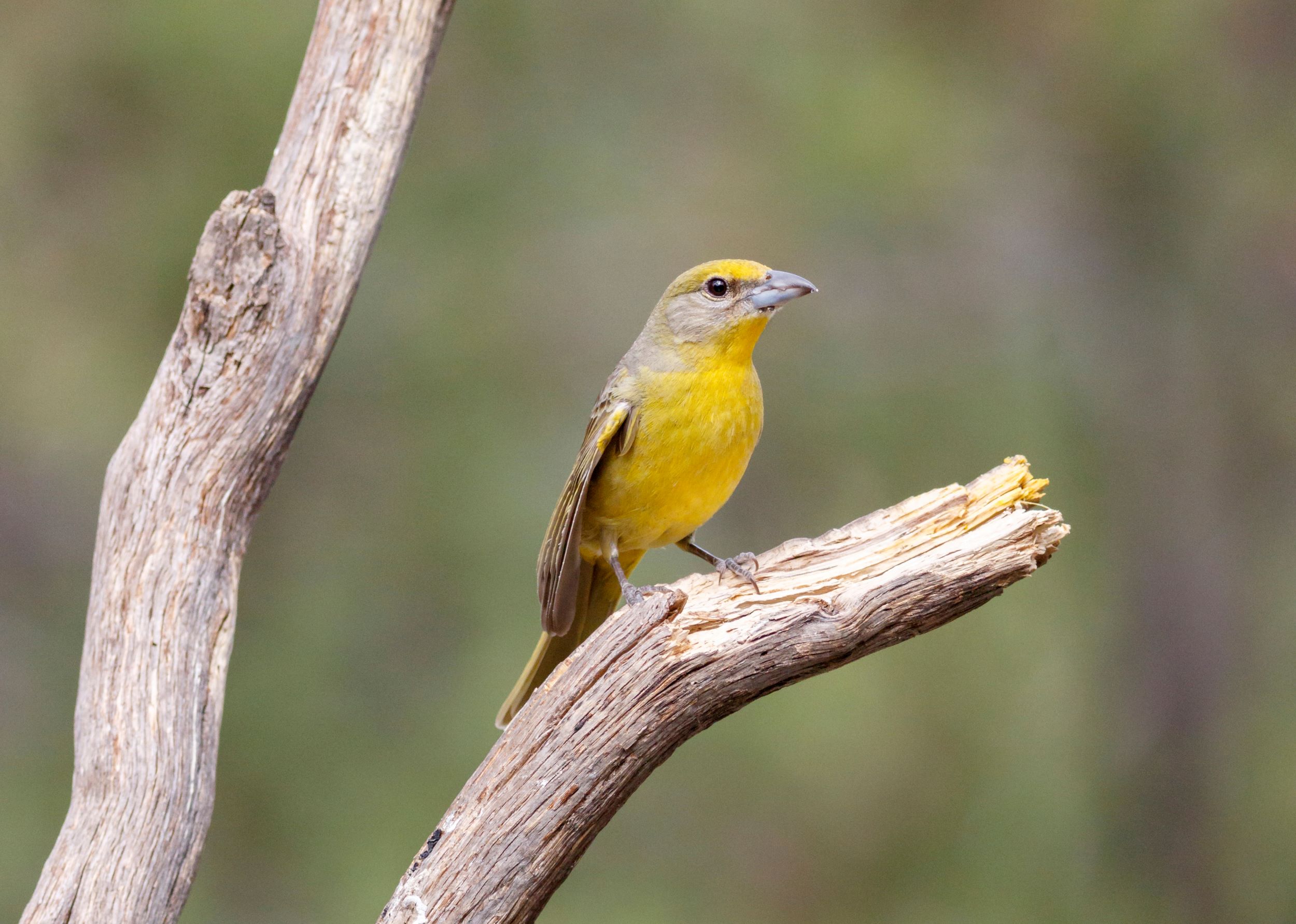 A Hepatic Tanager in Utah.