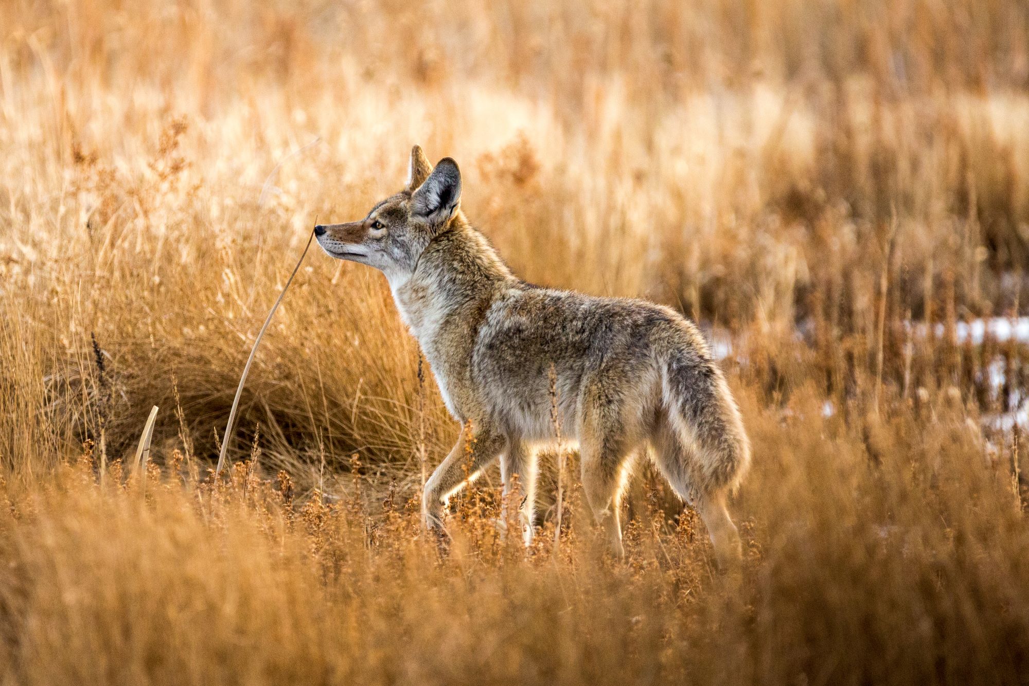 A coyote.