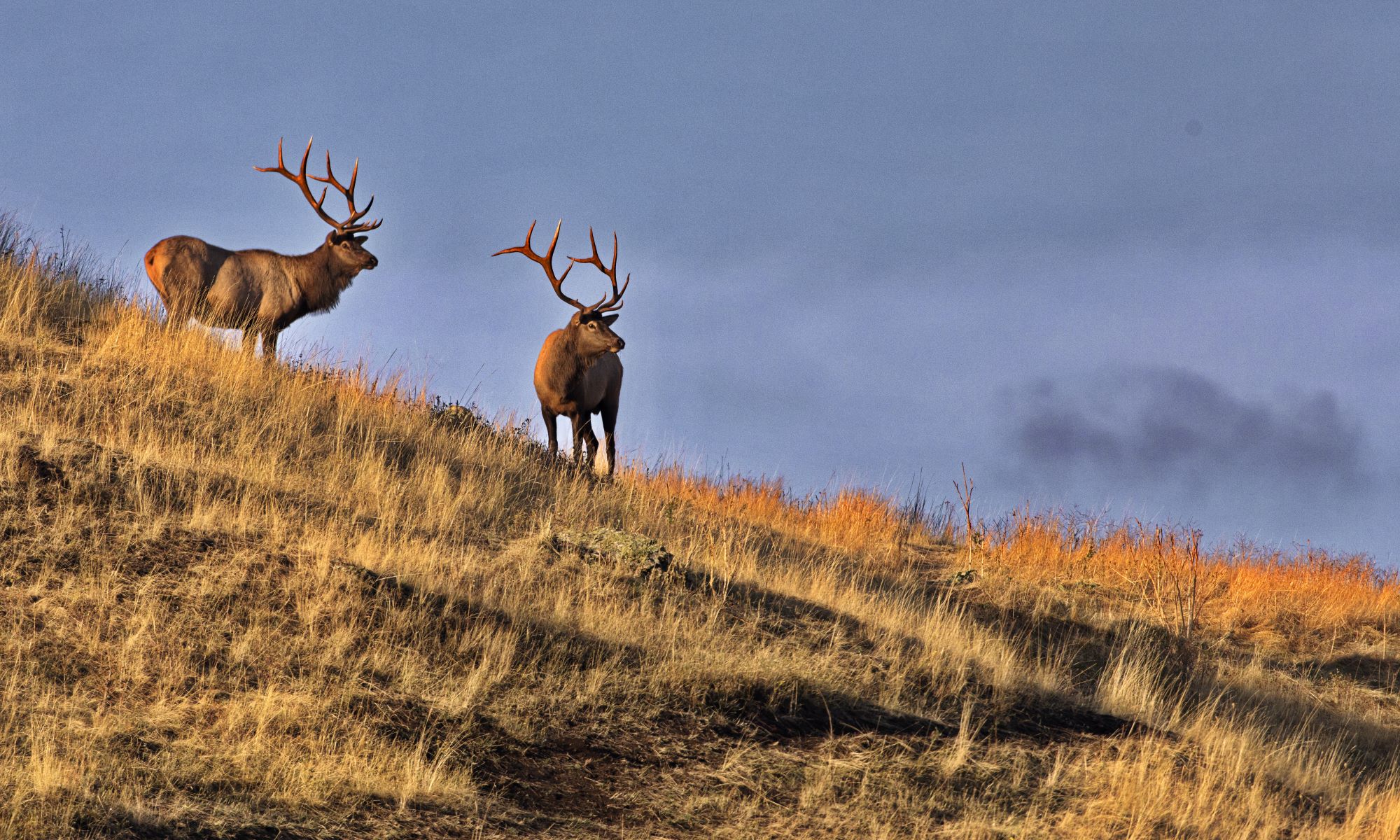 Elk in Utah.