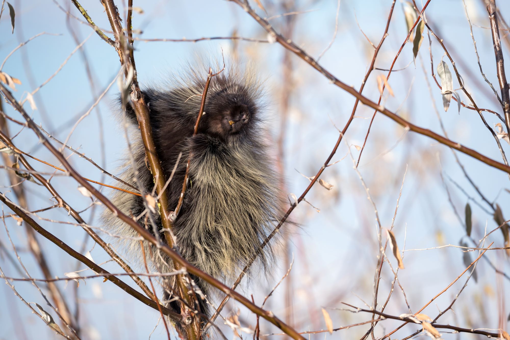 A porcupine.